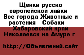 Щенки русско европейской лайки - Все города Животные и растения » Собаки   . Хабаровский край,Николаевск-на-Амуре г.